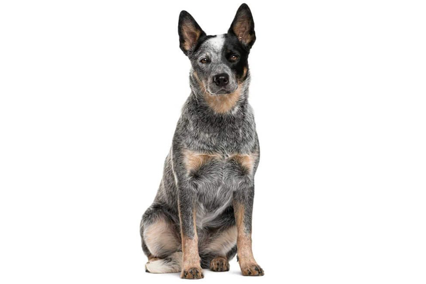 Tudo Sobre a Raça Australian Cattle Dog